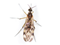Sylvicola fenestralis